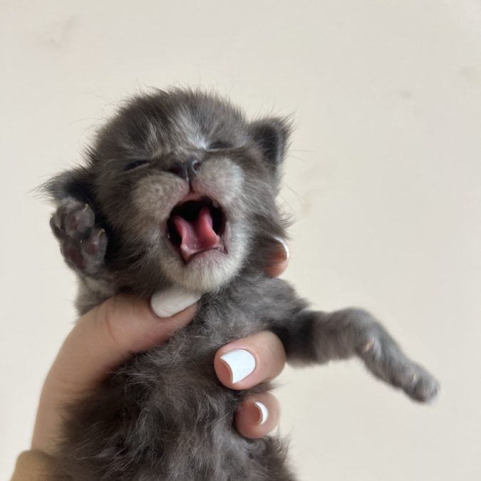 maine coon kittens Stellar Home cattery